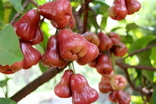 Enjoy fresh fruit in Mekong Delta orchards